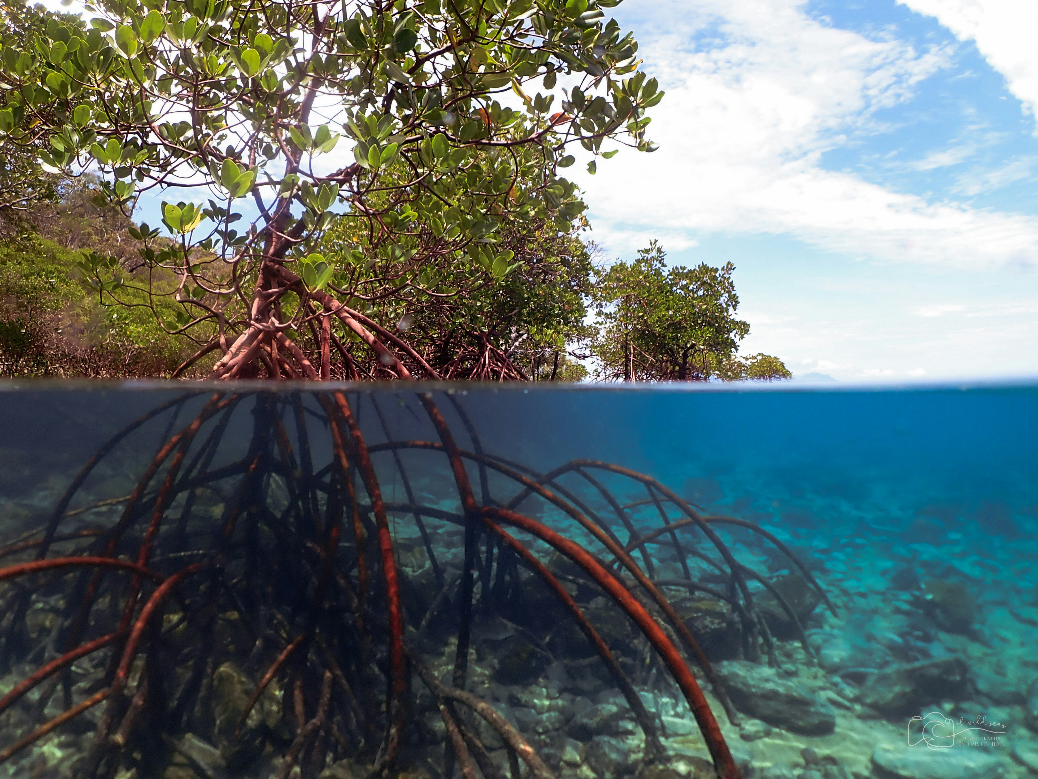 A picture of a mangrove